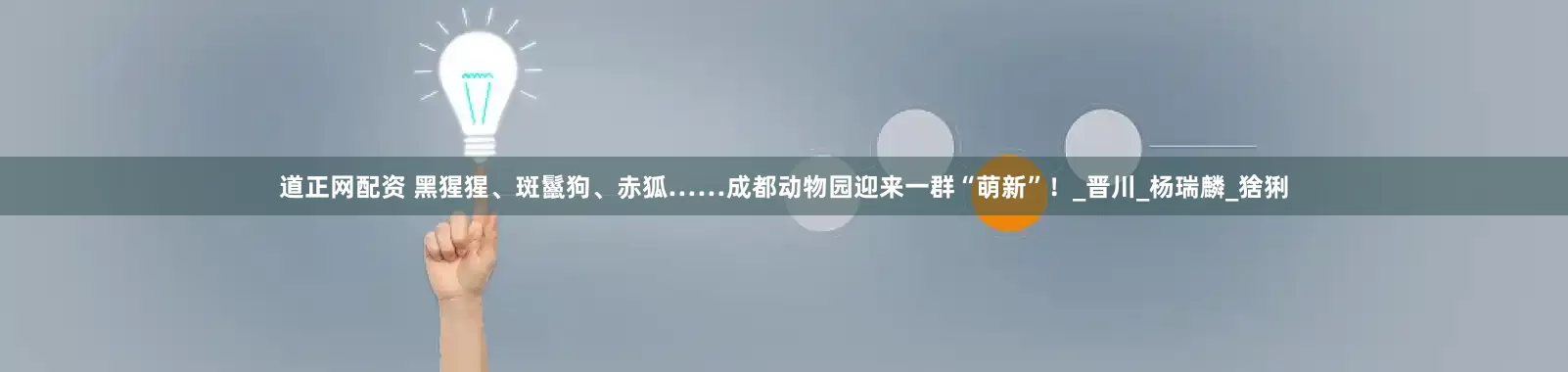 道正网配资 黑猩猩、斑鬣狗、赤狐……成都动物园迎来一群“萌新”！_晋川_杨瑞麟_猞猁